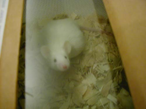 miatimed pregnant mouse